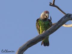 Poicephalus fuscicollis suahelicus