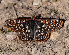 Euphydryas colon