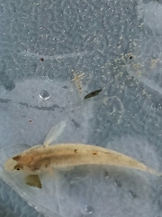 Gobiomorphus cotidianus