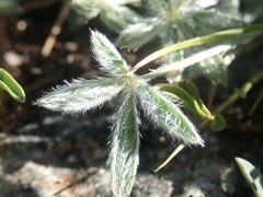 Lupinus lepidus lobbii