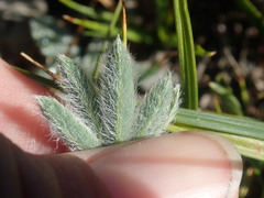 Lupinus lepidus lobbii