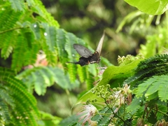 Papilio macilentus