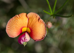 Gompholobium polymorphum