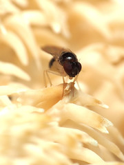 Mycodrosophila dimidiata