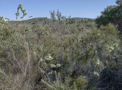 Pimelea drummondii