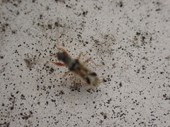 Pseudopachybrachius vinctus