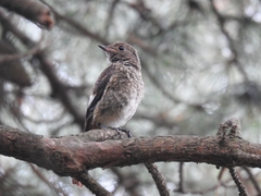 Phoenicurus auroreus