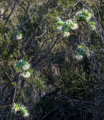 Pimelea drummondii