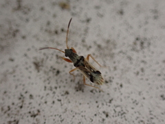 Pseudopachybrachius vinctus