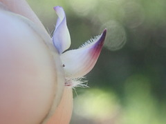 Lupinus lepidus lobbii