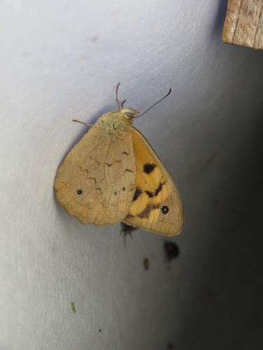 Common Brown