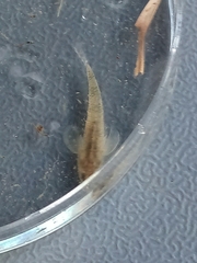 Gobiomorphus cotidianus