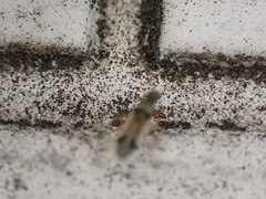 Pseudopachybrachius vinctus