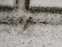 Pseudopachybrachius vinctus