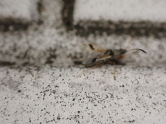 Pseudopachybrachius vinctus