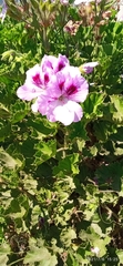 Pelargonium