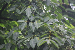 Phellodendron chinense