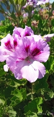 Pelargonium