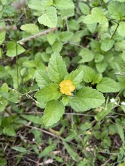 Malvastrum corchorifolium
