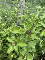 Malvastrum corchorifolium