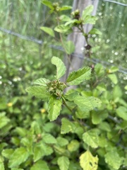 Malvastrum corchorifolium