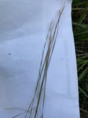 Eleocharis wolfii