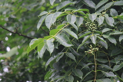 Phellodendron chinense