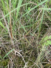 Eleocharis wolfii