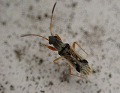 Pseudopachybrachius vinctus