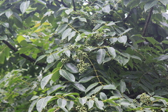 Phellodendron chinense