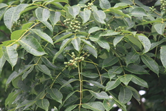 Phellodendron chinense