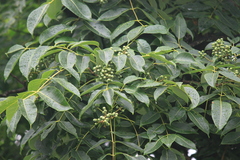 Phellodendron chinense