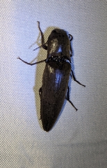 Orthostethus infuscatus