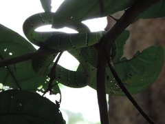 Tropidolaemus subannulatus