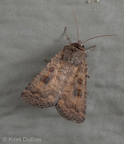 Mottled Rustic