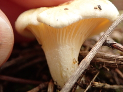 Clitopilus austroprunulus