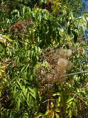 Sambucus cerulea
