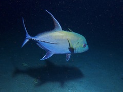 Caranx lugubris