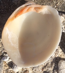 Periglypta reticulata