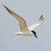 California Gull-billed Tern - Photo (c) Andrew Newmark, some rights reserved (CC BY-NC), uploaded by Andrew Newmark