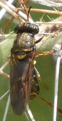Hermetia chrysopila