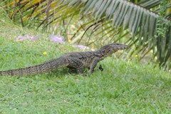 Varanus salvator macromaculatus