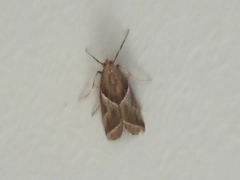 Nyctegretis lineana