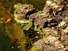 Trachemys venusta cataspila