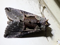 Autographa ampla