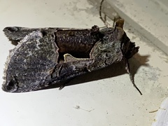 Autographa ampla