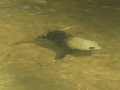 Herichthys carpintis