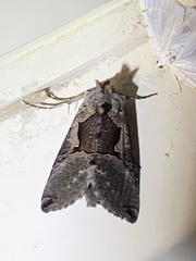 Autographa ampla