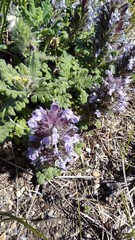 Dracocephalum pinnatum