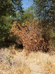 Aesculus californica